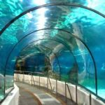 A Whole New World – Underwater Tunnel Aquarium of Kolkata