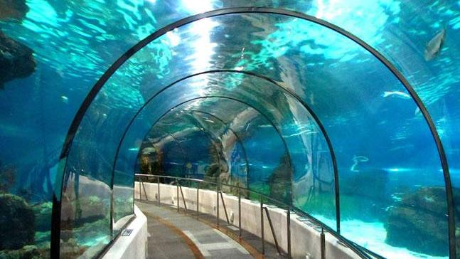 A Whole New World – Underwater Tunnel Aquarium of Kolkata